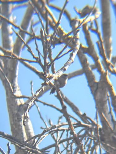 iNaturalist observation photo of Bushtit