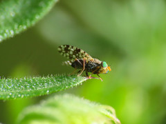 Tephritis praecox