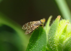 Tephritis praecox