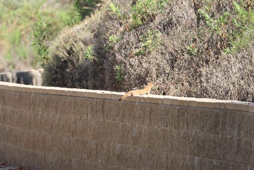 iNaturalist observation photo of Long-tailed Weasel