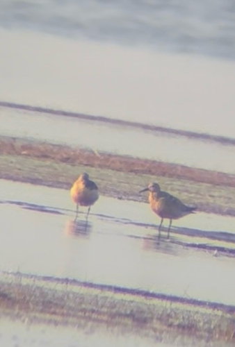 iNaturalist image