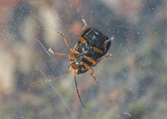 Cryptocephalus flavipes