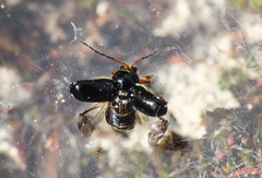 Cryptocephalus flavipes