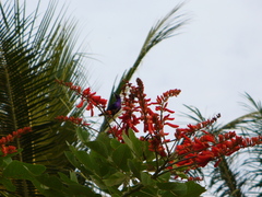 Cinnyris coccinigastrus