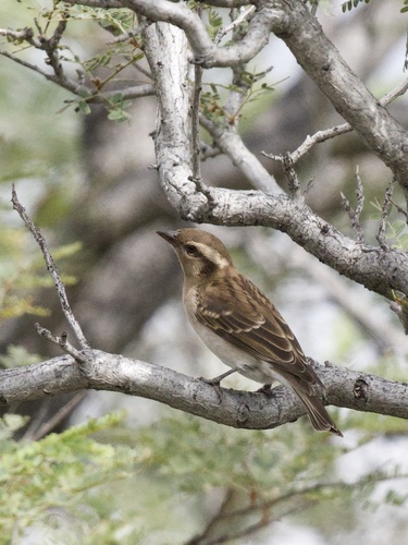 Yellow-throated Bush Sparrow