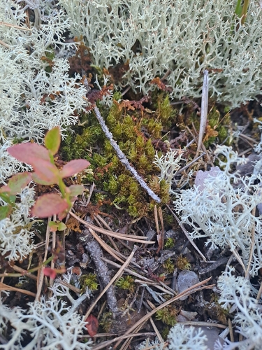 Dicranum spurium observed 2026-07-24