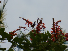 Cinnyris coccinigastrus