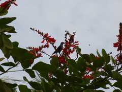 Cinnyris coccinigastrus