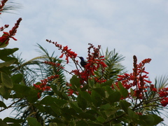 Cinnyris coccinigastrus