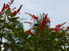 Cinnyris coccinigastrus