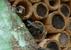 Osmia lignaria lignaria