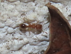 Tetramorium capense