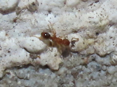 Tetramorium capense
