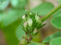 Trifolium scabrum