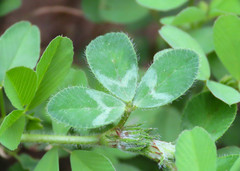 Trifolium scabrum