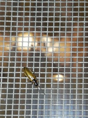 Rhagonycha nigriventris