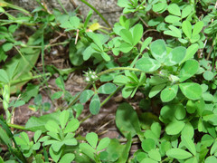 Trifolium scabrum