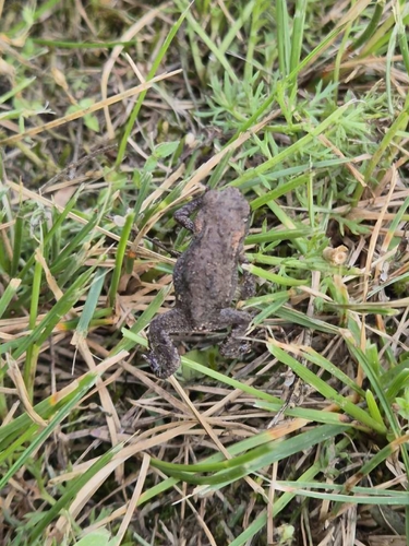 European Toad
