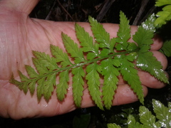 Asplenium lamprophyllum