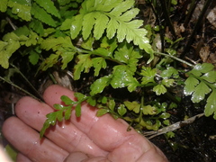 Asplenium lamprophyllum