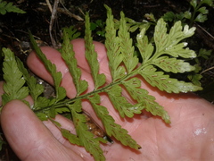 Asplenium lamprophyllum