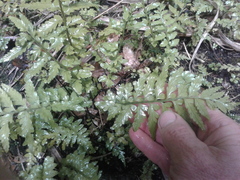 Asplenium lamprophyllum