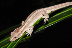 Toropuku inexpectatus
