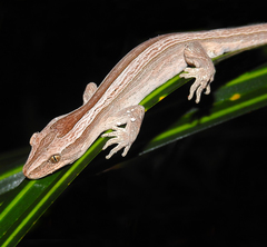 Toropuku inexpectatus