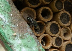 Osmia lignaria lignaria
