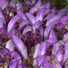 Purple Toothwort - Photo (c) Anne Sorbes, some rights reserved (CC BY-NC-SA), uploaded by Anne Sorbes