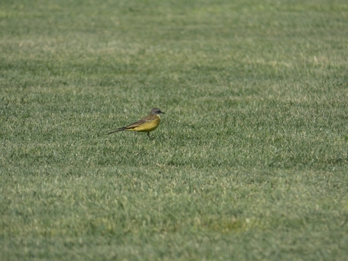 iNaturalist image