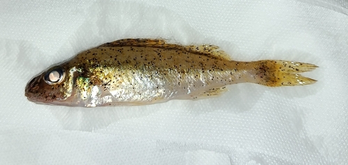 Ruffe