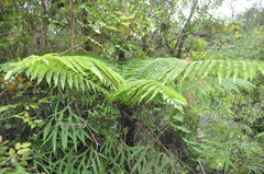 Alsophila borbonica