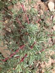 Salsoleae