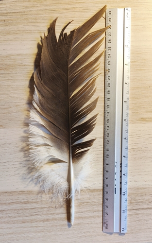 Plume de Vautour fauve