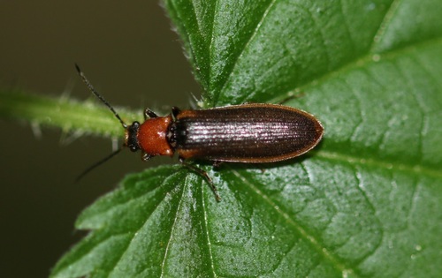 bordered click beetle, photo 5 of 10