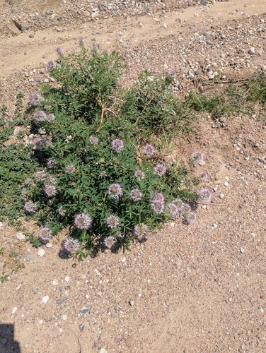Rocky Mountain Beeplant