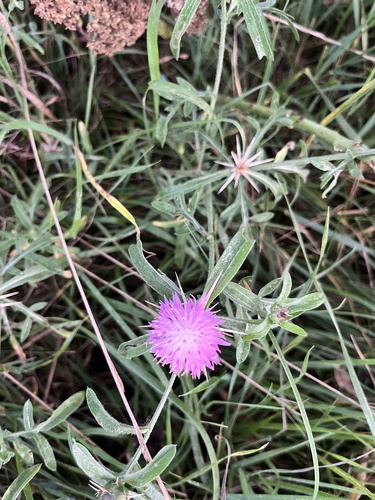 Iberian star-thistle