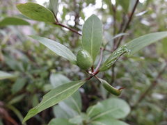 Pittosporum cornifolium