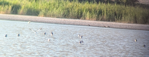 iNaturalist image
