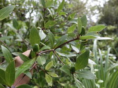 Pittosporum cornifolium