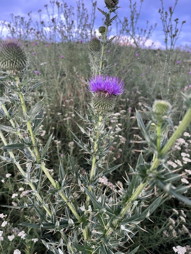Cirsium ciliatum