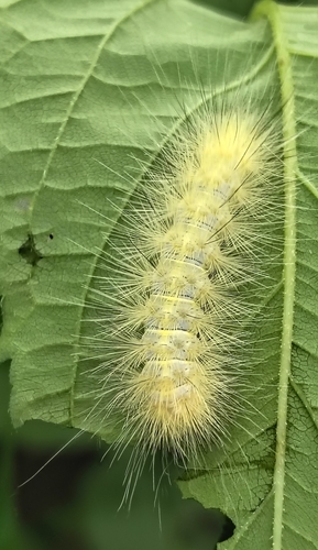 Virginian Tiger Moth