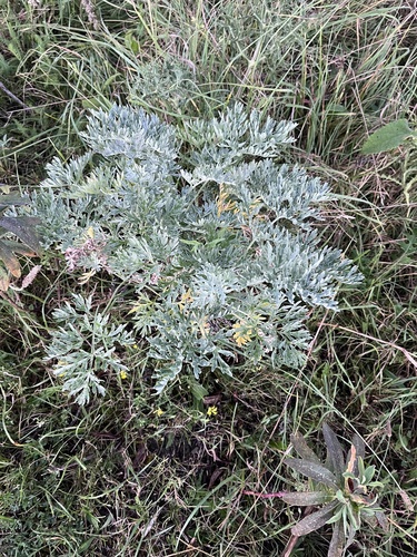 absinthe wormwood