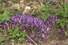 Lathraea clandestina