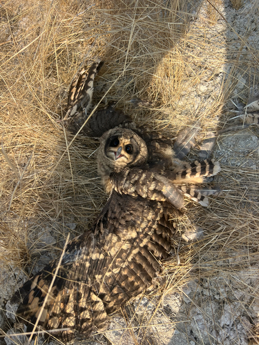 iNaturalist image