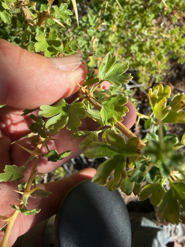 Ribes velutinum observed 2026-07-23