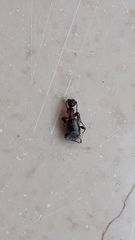 Anthelephila pedestris