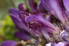 Lathraea clandestina