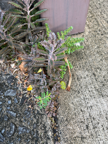 Kalanchoe delagoensis observed 2026-07-23